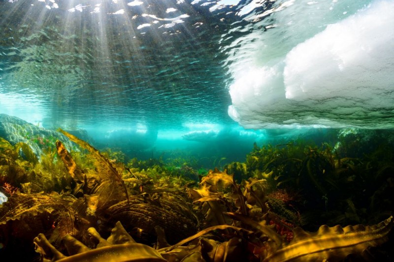 茂野優太写真展「THE SOUTHERN LIMIT of DRIFT ICE」流氷がやってくる最南端の海イメージ画像