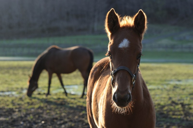 内藤律子写真展「サラブレッドに導かれて」 (&2026年 馬カレンダー)イメージ画像