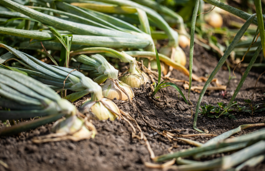 未来へ紡ぐさっぽろ農業 ~“札幌黄” 伝統を価値に変える若手農業者の挑戦~イメージ5枚目