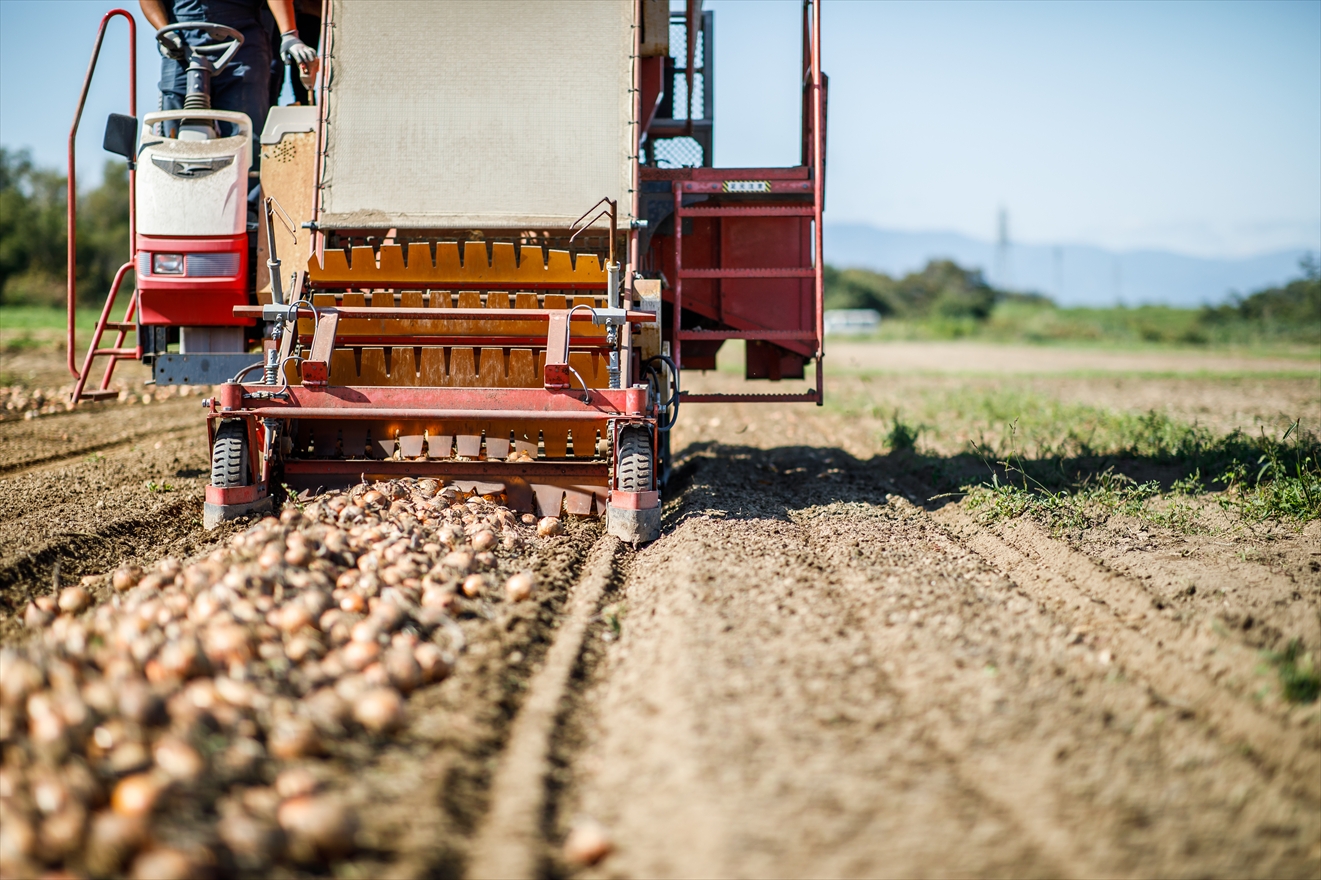 未来へ紡ぐさっぽろ農業 ~“札幌黄” 伝統を価値に変える若手農業者の挑戦~イメージ2枚目