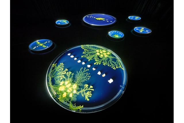 SCARTS×CoSTEPアート&サイエンスプロジェクト 市原佐都子『肉の上を粘菌は通った』イメージ3枚目